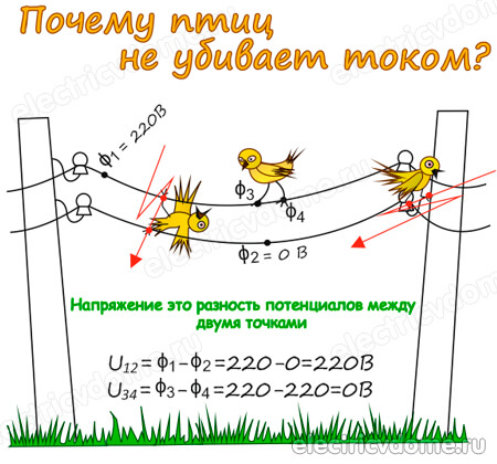 почему птиц на проводах не бьет током