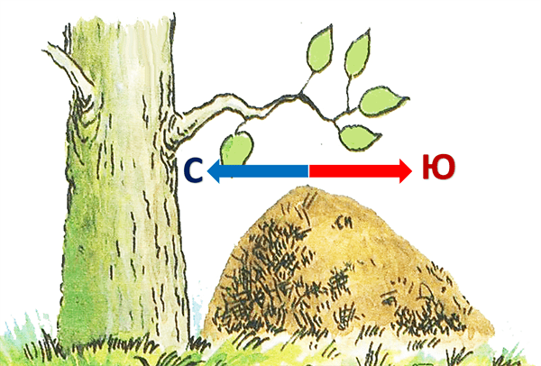 orientacija-po-muravejniku