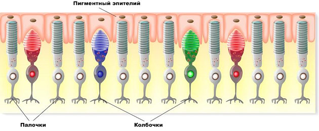 колбочки и палочки в системе глаза