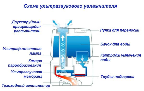 Ультразвуковой прибор в разрезе