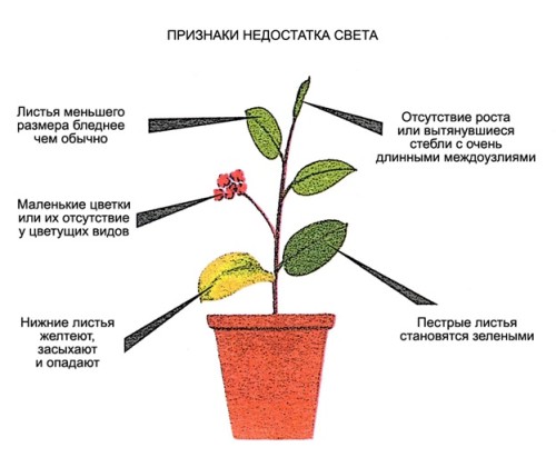 Нехватка света у растений 